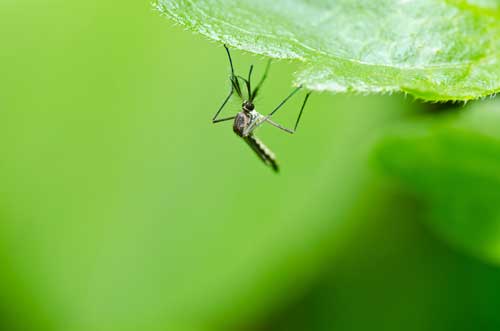 Culex-Depositphotos_9650849_S moustique • Culex