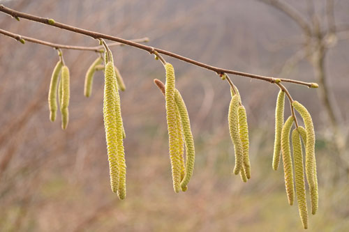 Depositphotos-chatons-noisetier-ok-38979657-D.Fabri Chatons de noisetier