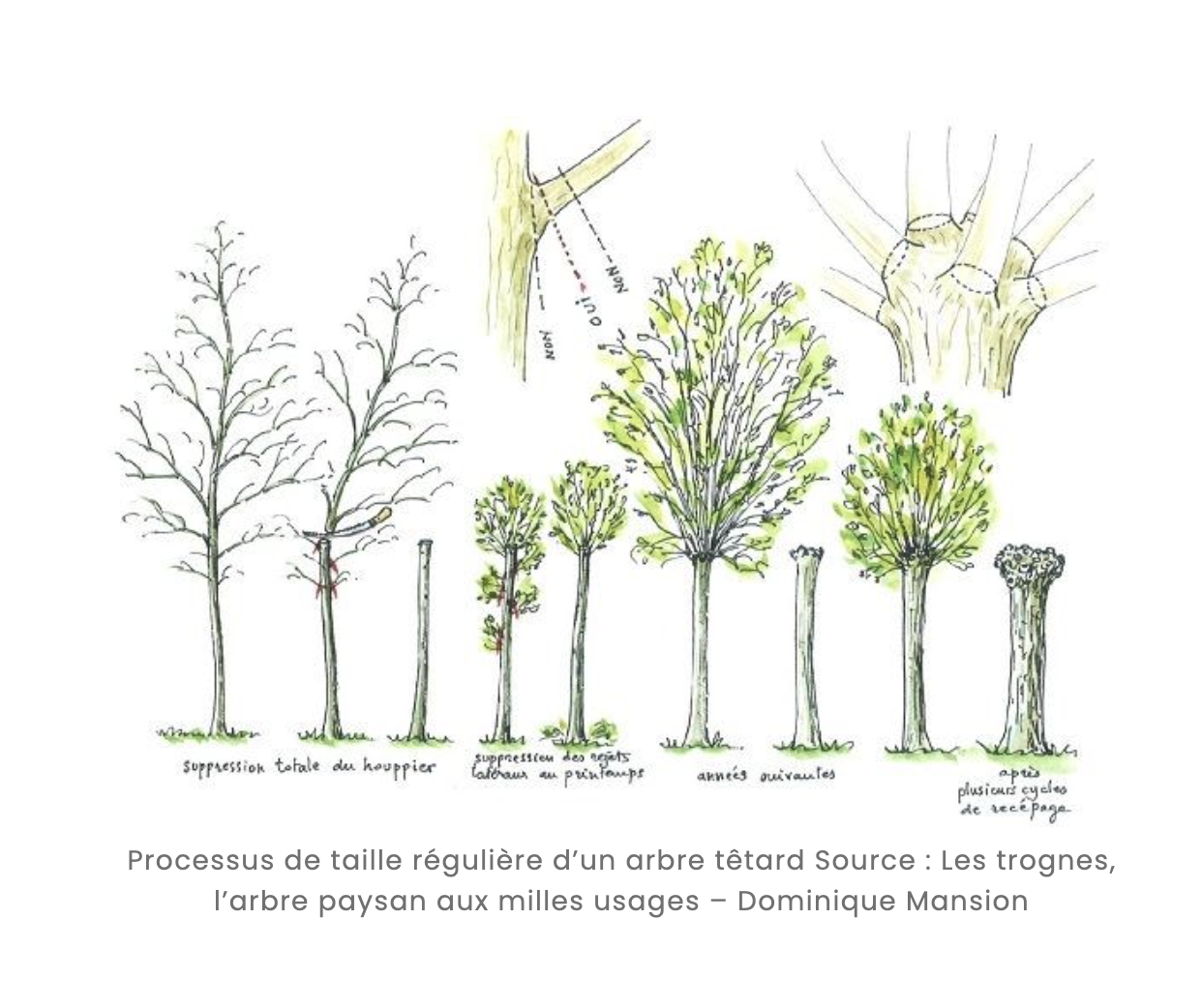 Dessin -Dominique Mansion Trognes