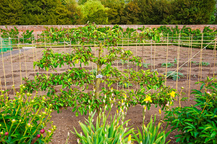 Espalier-Depositphotos_105817490_S Espalier • Audley Enden