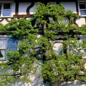 espalier d'arbres fruitiers sur une maison