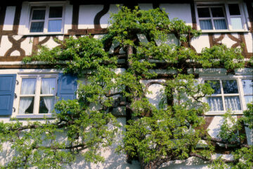 espalier d'arbres fruitiers sur une maison