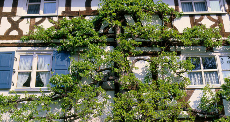 espalier d'arbres fruitiers sur une maison
