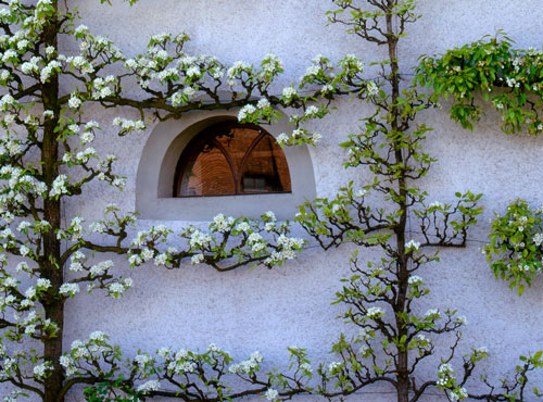 espalier-Depositphotos_676444282_S espalier d'arbres fruitiers sur une maison