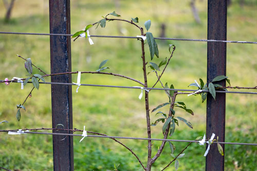 espalier-pecher-Depositphotos_797099842_S Mise en place d'une culture en espalier