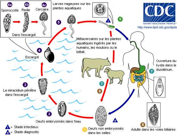 Fasciola_LifeCycle(French_version) Cycle évolutif de la grande douve du foie (wikimedia)