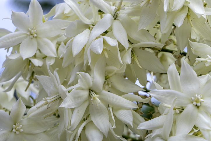 fleurs de yucca rostrata - Emma Grimberg ©Emma Grimberg