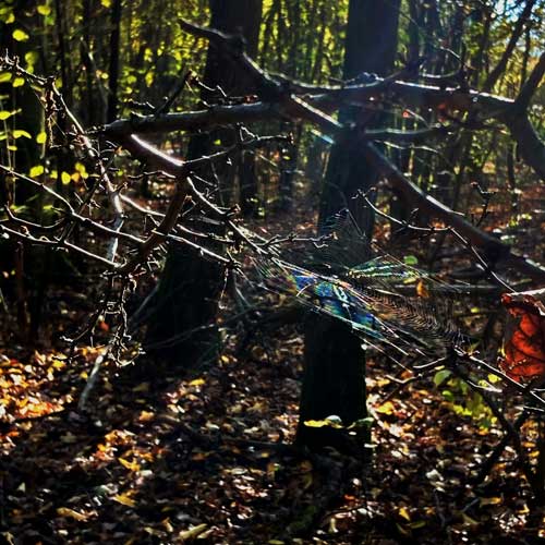 FORÊT-DE-SÉNART-(DK) Forêt de Sénart • biodiversité en Ile de France