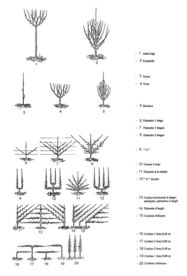formes_arbres_fruitiers Espalier : les formes