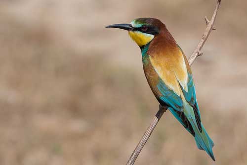 Guepier_d'Europe_El-Golli-Mohamed Guêpier d'Europe