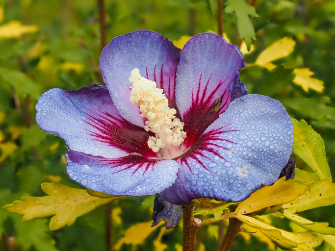 Hibiscus - Ulrich Rosenschild ©Ulrich Rosenschild