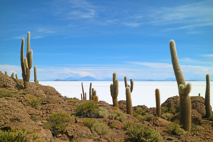 iStock-2246358498 Trichocereus pasacana - lovelypeace ©lovelypeace