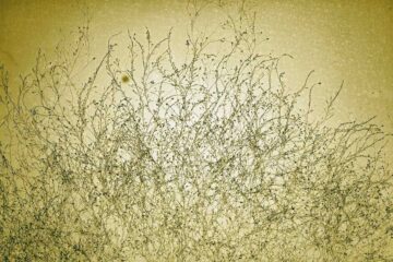 La lente mue des fleurs