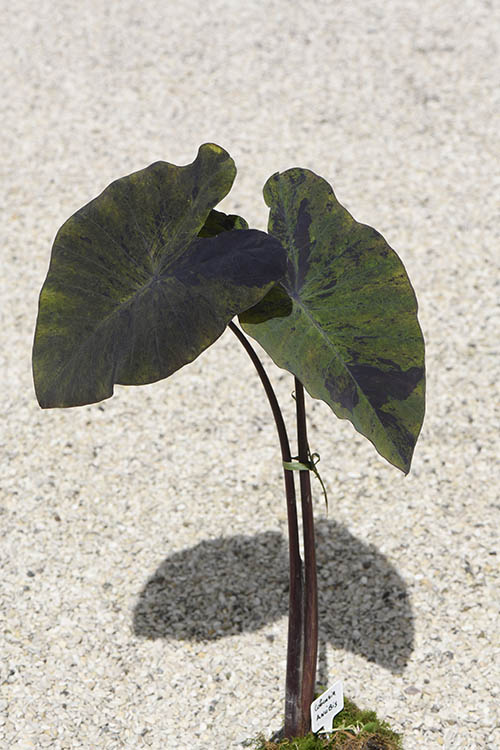 Le Jardin d_Eaurus_Colocasia esculenta Anubis (2)-500x750 ©Carole Desheulles