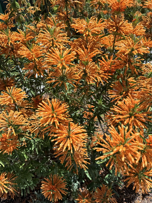 Leonotis leonorus - Jack N. Mohr ©Jack N. Mohr