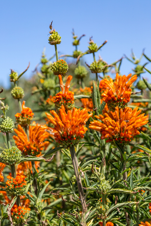 Leonotis leonorus - Lemanieh Leonotis nepetifolia ©Lemanieh