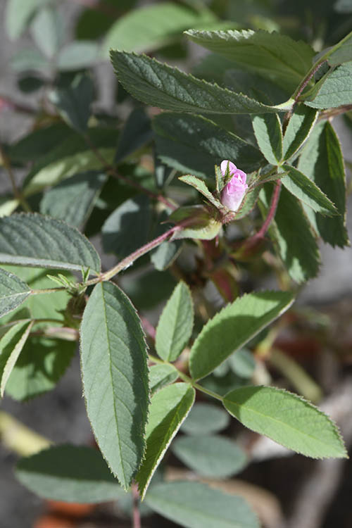 Les jardins d_Ollivier_Rosa villosa karpatia (2)-500x750 ©Carole Desheulles