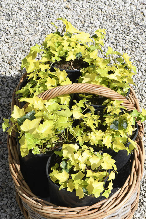 Les jardins du Gué_Hedera helix Buttercup (2)-500x750 ©Carole Desheulles