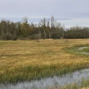 Fontainebleau • biodiversité en Ile de France • Le Marais d'Épisy