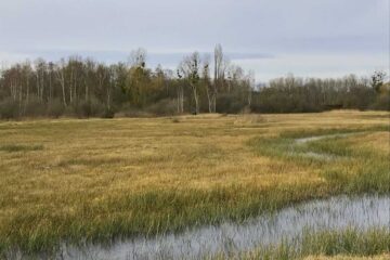 Fontainebleau • biodiversité en Ile de France • Le Marais d'Épisy