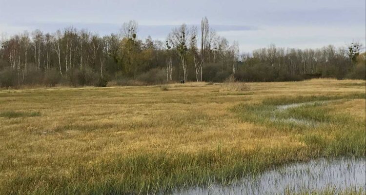 Fontainebleau • biodiversité en Ile de France • Le Marais d'Épisy