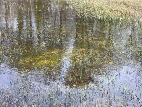 Marais-d-episy-fontainebleauIV Fontainebleau • biodiversité en Ile de France • Le Marais d'Épisy