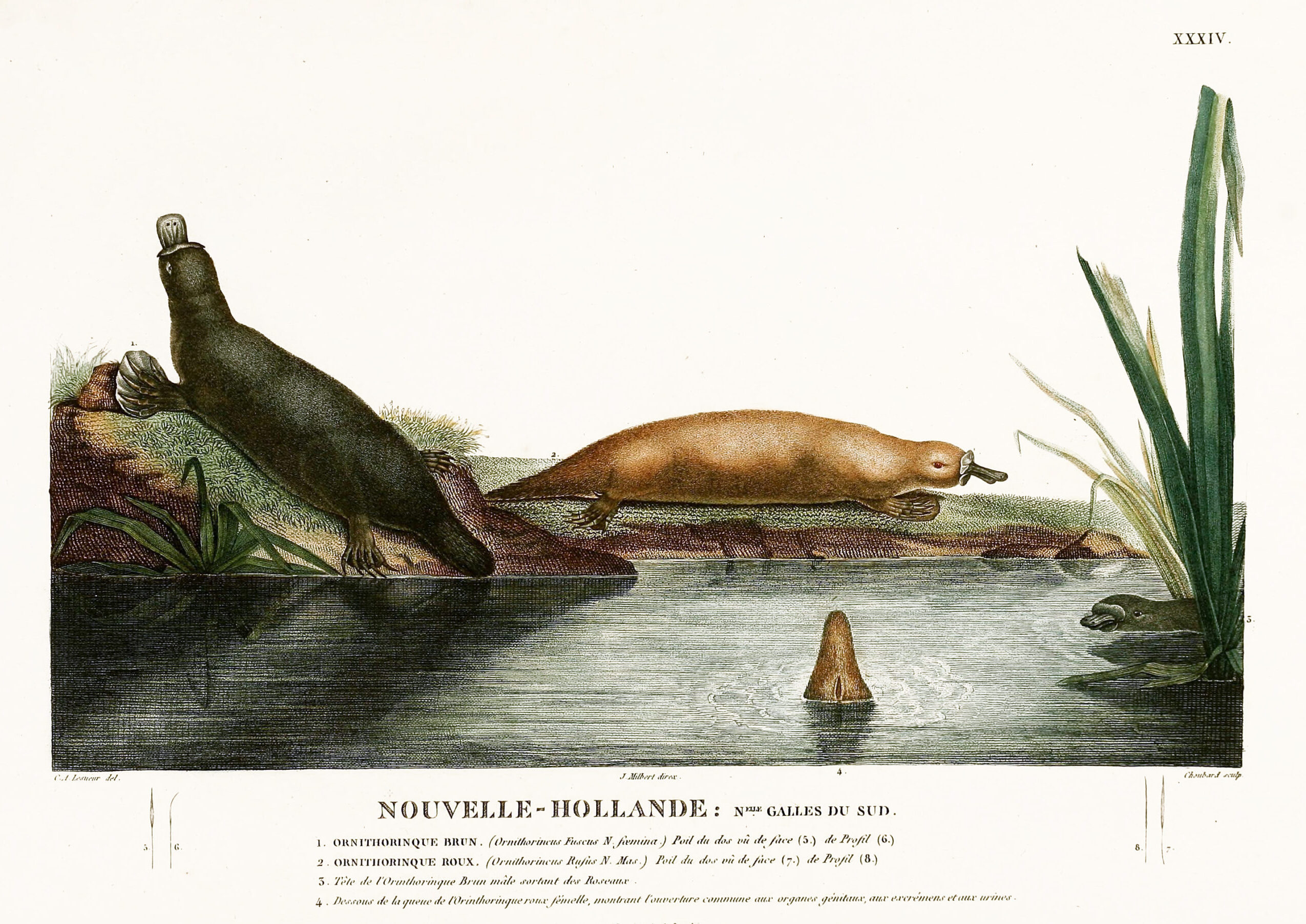 Ornithosmall ©Wikipedia