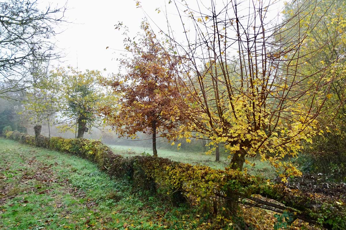 Plessage d'arbres fruitiers