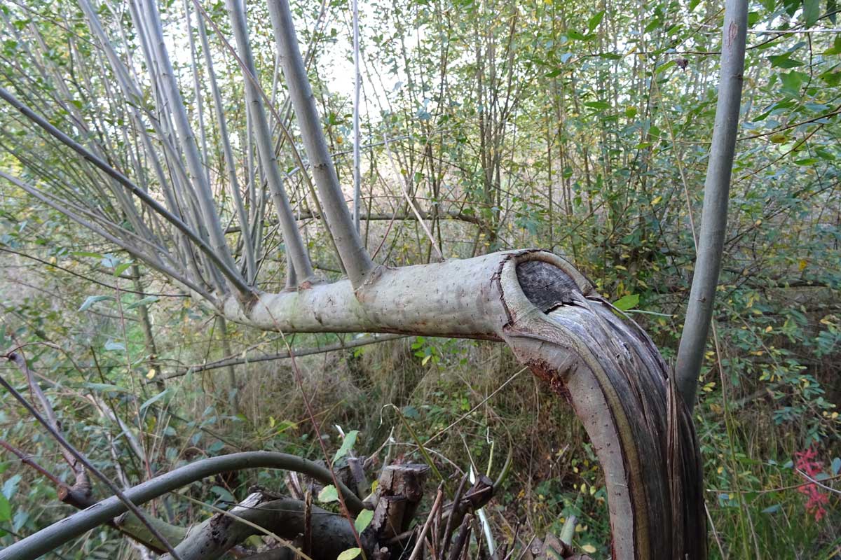 Saule cendré plessé
