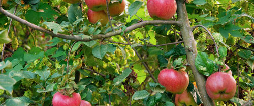Pommes-Depositphotos_843028532_S pommes à cueillir sur l'espalier