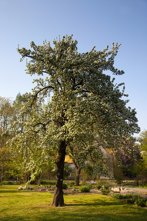 Pyrus salicifolia - ArtHdesign ©ArtHdesign