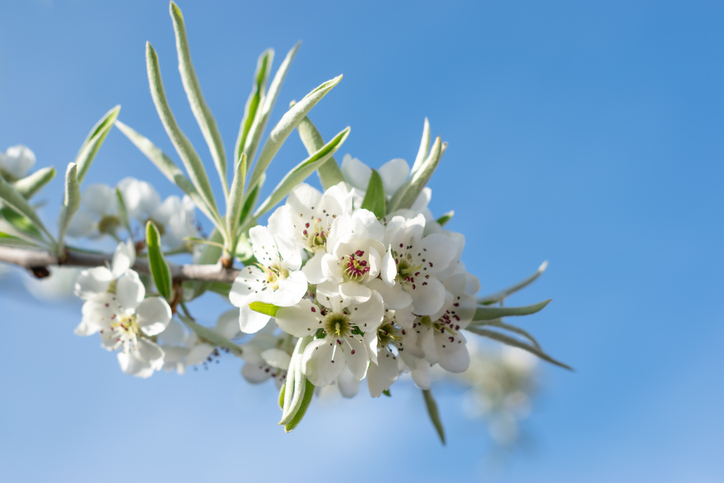 Pyrus salicifolia istock ©istock