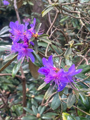 Rhododendron-Gletschernacht-©Valérie-Collet La Feuillerie - Rhododendron Gletschernacht ©Valérie Collet