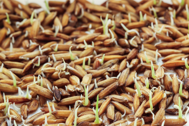 riz germé - Anucha Ruenin ©Anucha Ruenin