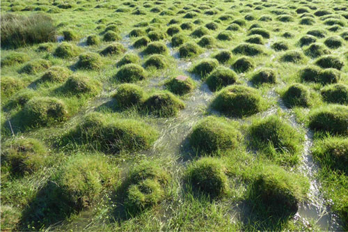 rsif.2025.0605.f001-ok ©CNRS