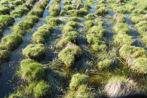 rsif.2025.0605.f001-ok2 ©CNRS