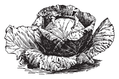 ScanProject-dessin-chou-ok-2018-23558-Morphart Illustration d'un chou