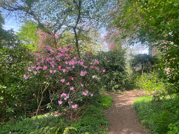 Sentier-et-rhododendron-Feuillerie-©Valérie-Collet La Feuillerie - Sentier et rhododendron ©Valérie Collet