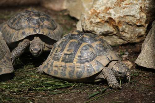 tortues-d-Hermann-Depositphotos_83999478_S tortues d'Hermann