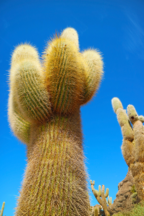 Trichocereus pasacana - lovelypeace ©lovelypeace