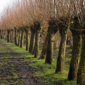 Trognes