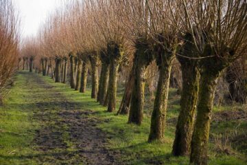 Trognes