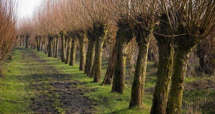 Trognes