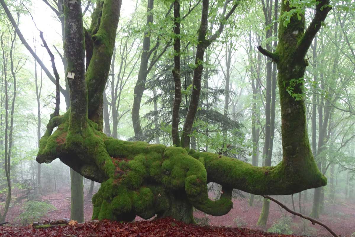 Vestiges de plessage dans le Morvan