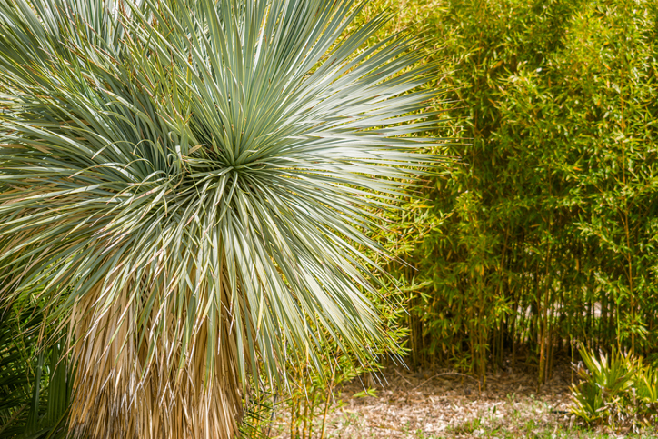 Yucca rostrata - Juan de Santiago ©Juan de Santiago