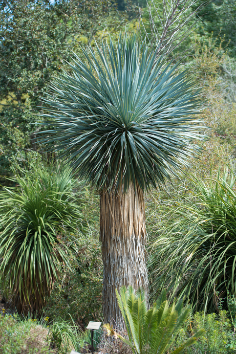 Yucca rostrata - zhuclear ©zhuclear