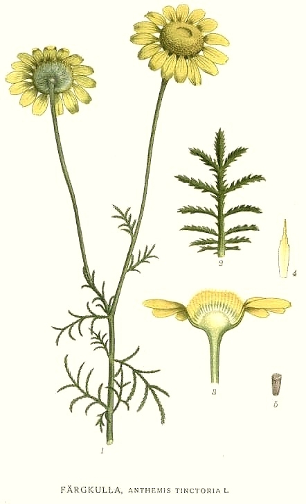 13_Anthemis_tinctoria wikimedia ©Wikimedia