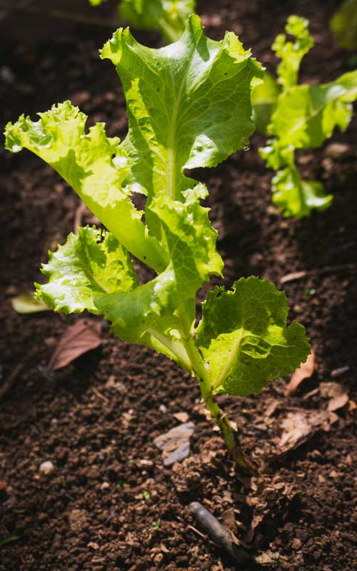 aletra-ekaye-salade-unsplash Salade
