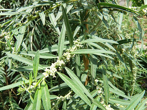 Aloysia polystachya - Facucampeon ©Facucampeon