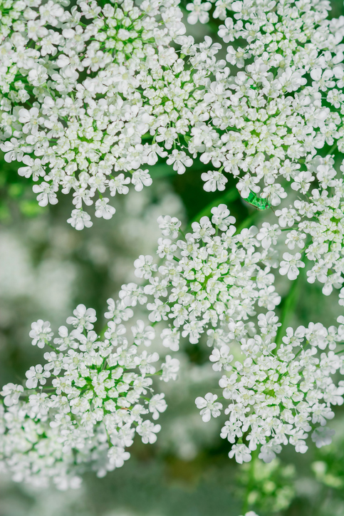 Ammi majus - Ana Lebiodiene Ammi majus ©Ana Lebiodiene